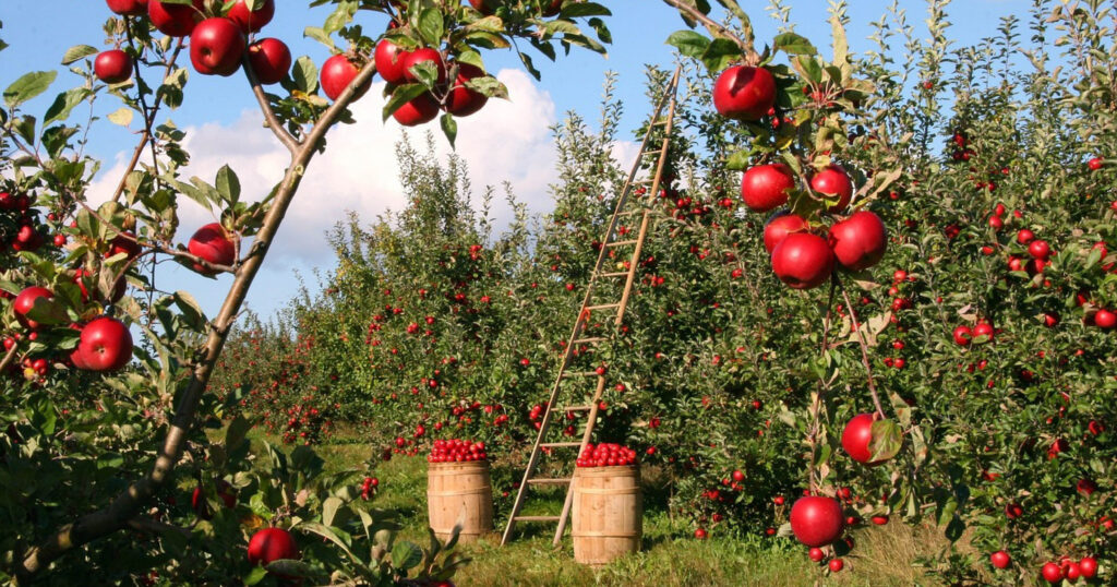 Apple orchard