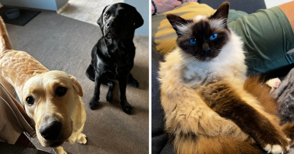 Two dogs and a cat with blue eyes