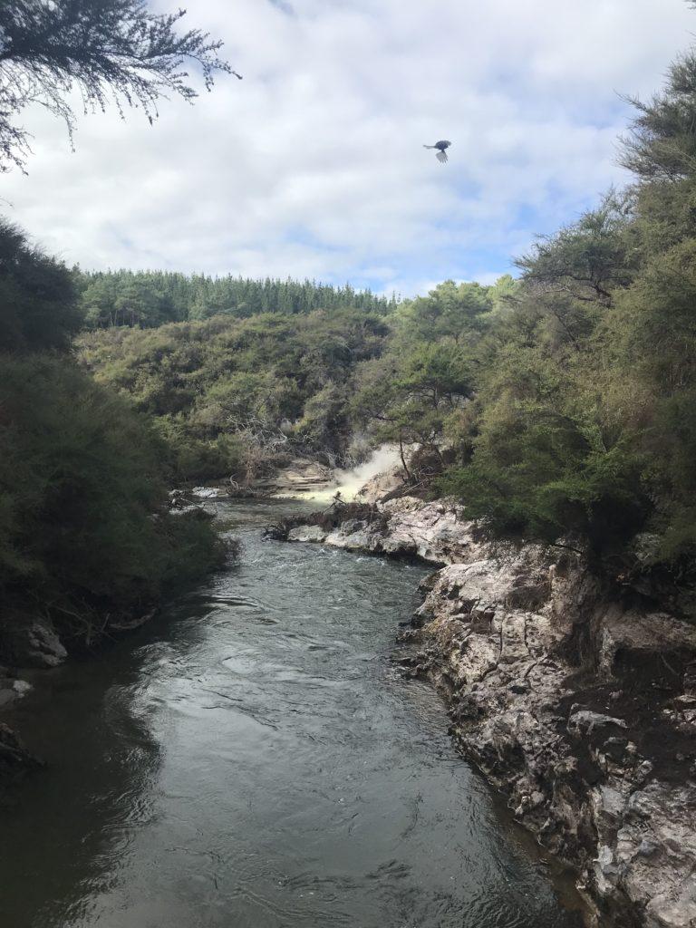 River with bird flying overhead