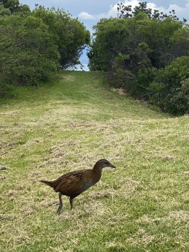 Weka on Rotoroa island