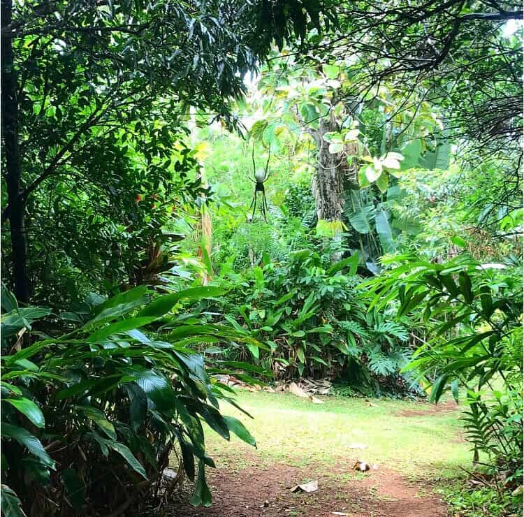 Gigantic spider to look out for when you visit tonga