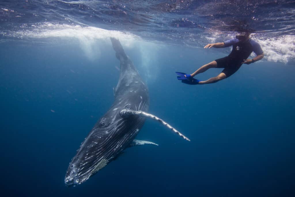 swimming with whales in tonga ethical