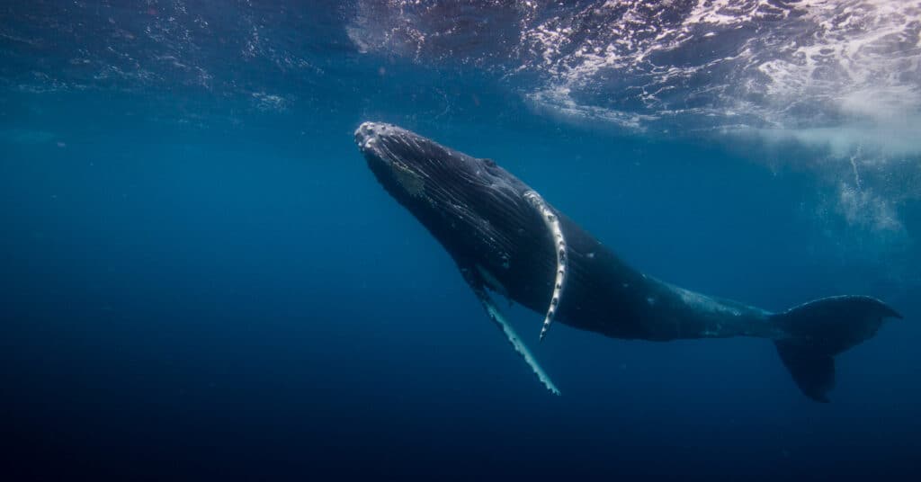 humpback whale