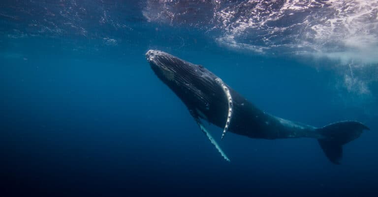 humpback whale