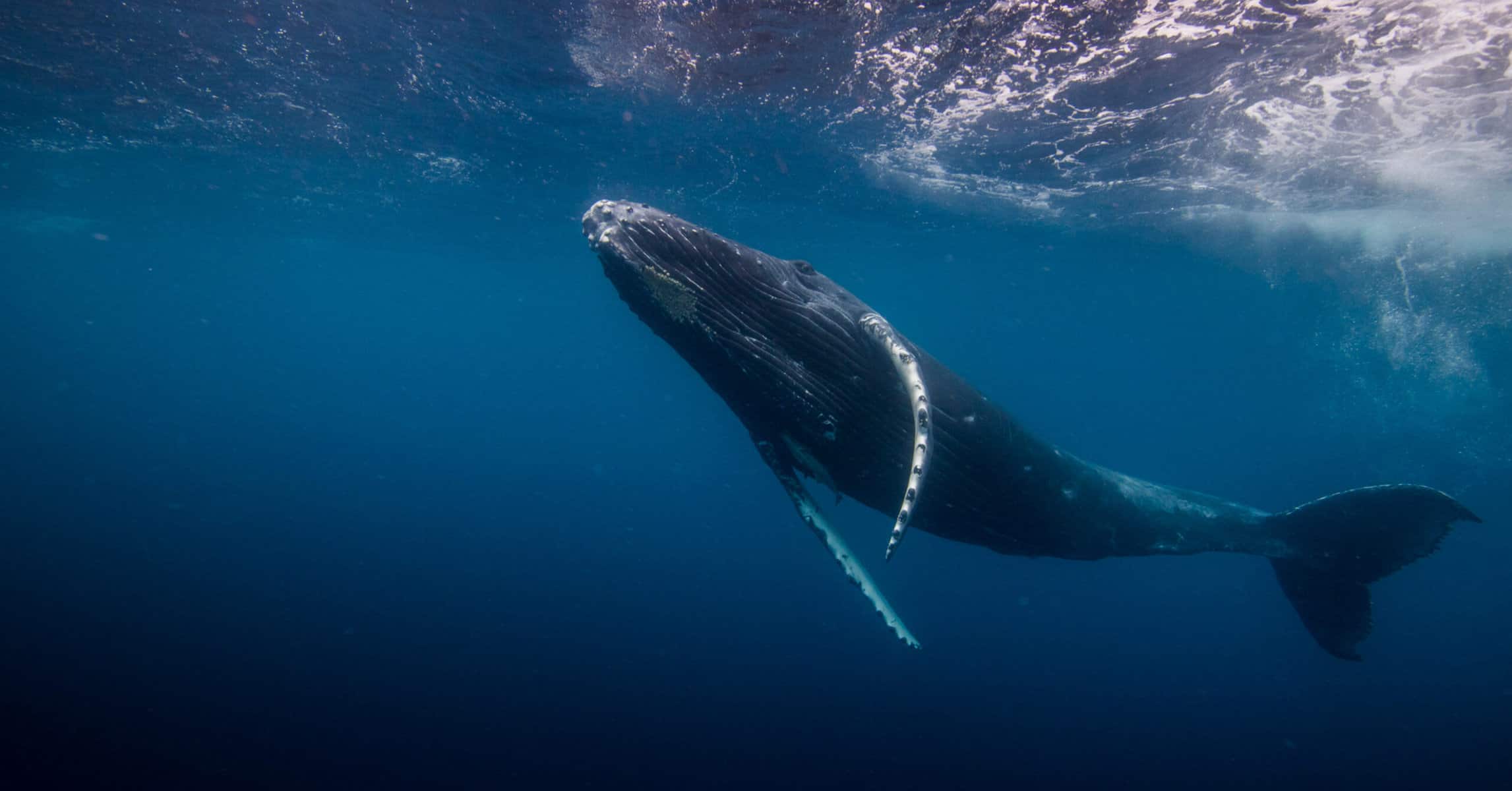 Is Swimming with Whales in Tonga Ethical? All You Need to Know