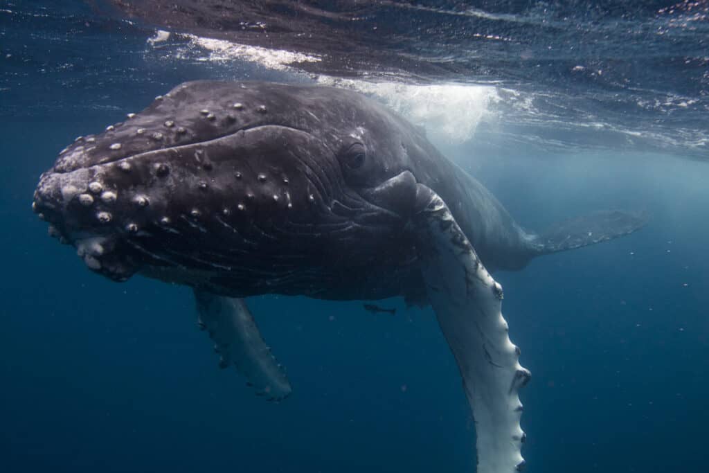 Close up photo of humpback whale