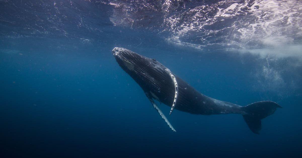 Humpback Whale calf, Vava'u, Tonga