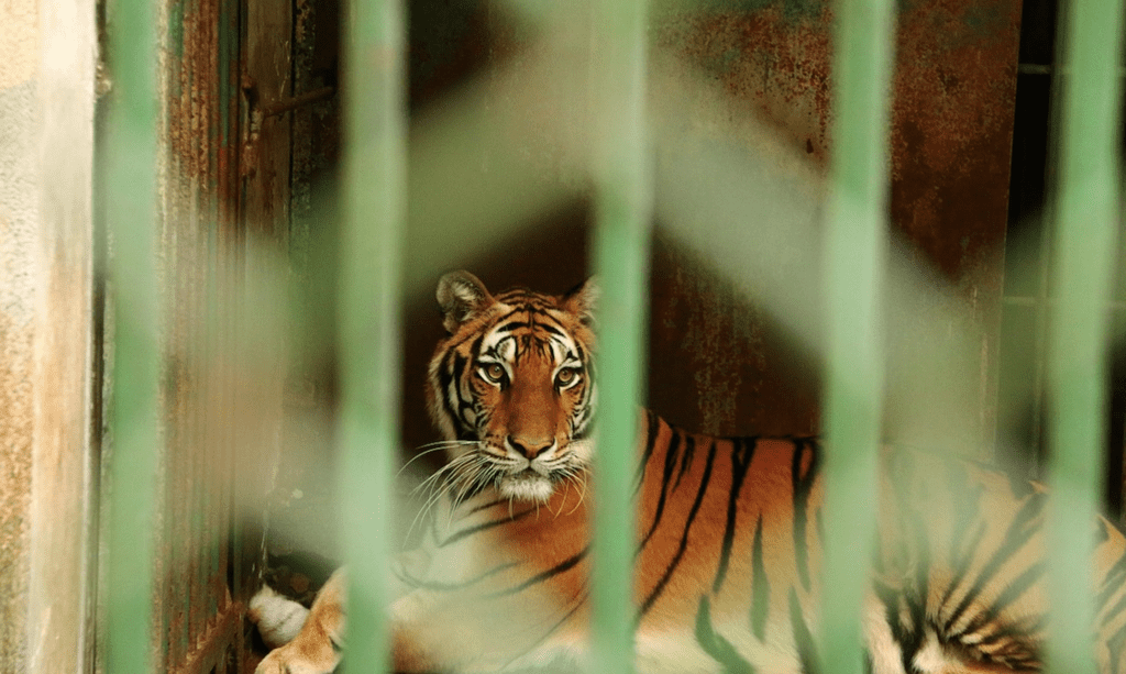 Sad tiger sitting in cage