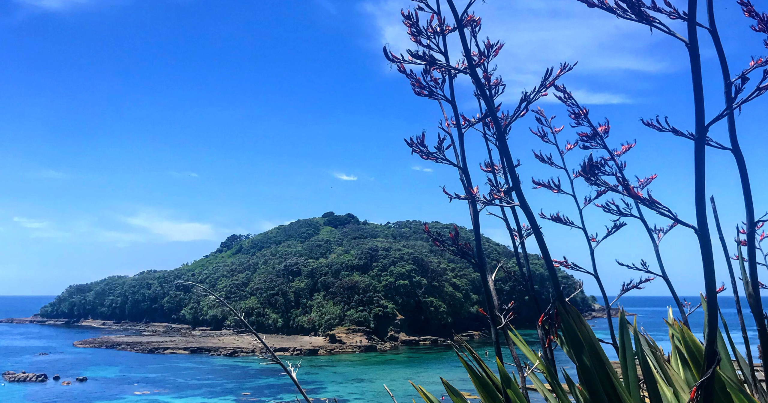 Goat Island between Auckland and Whangarei