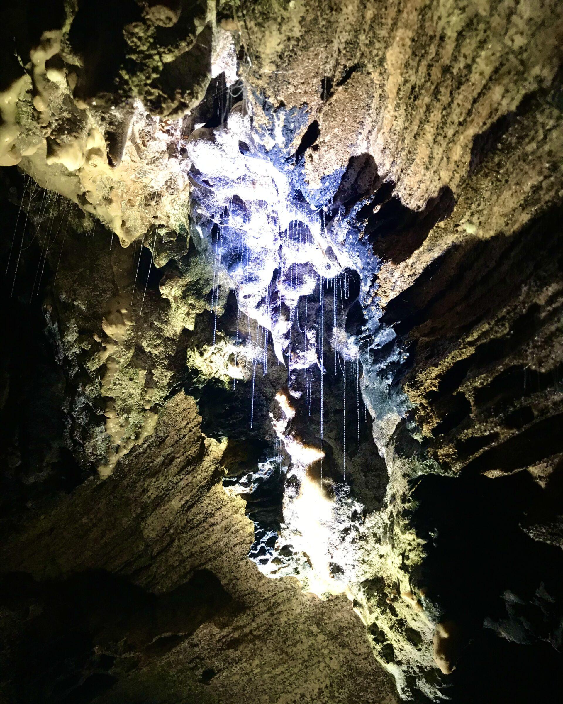 Closeup Image of Glowworms in the Waipu Caves