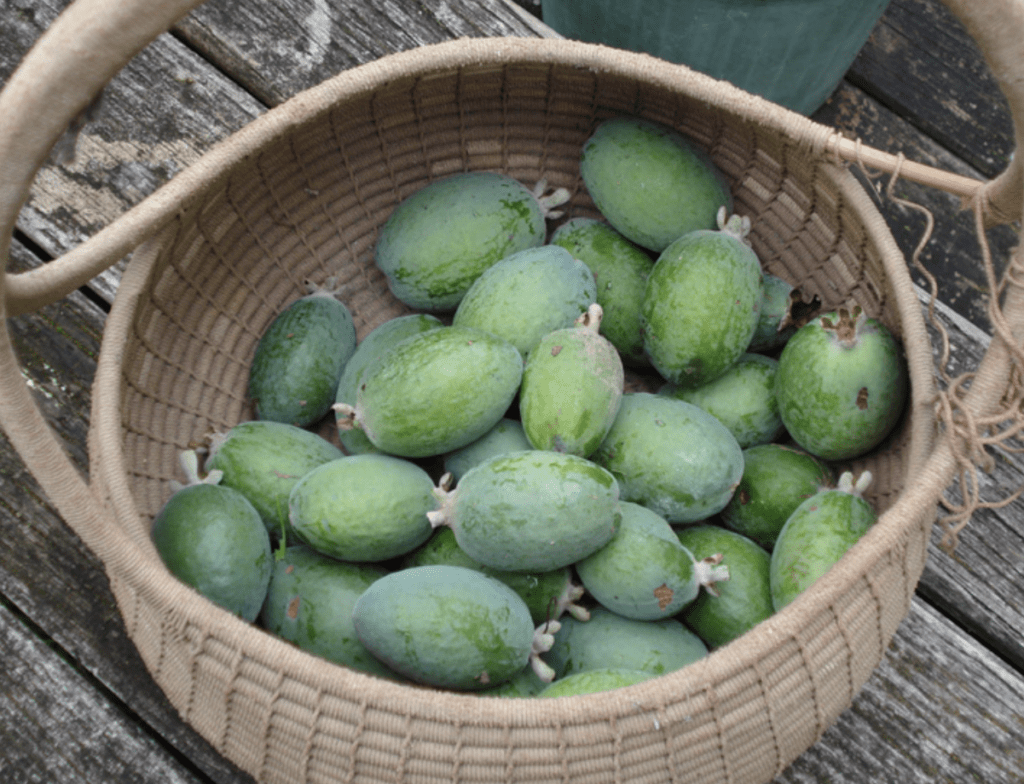 A basket of feijoas