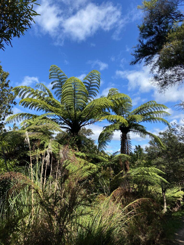 Trees against a blue sky