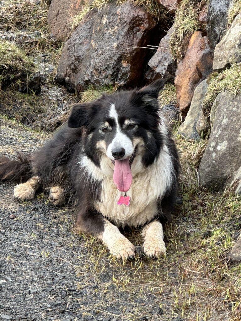 happy sheep dog in Faroe Islands