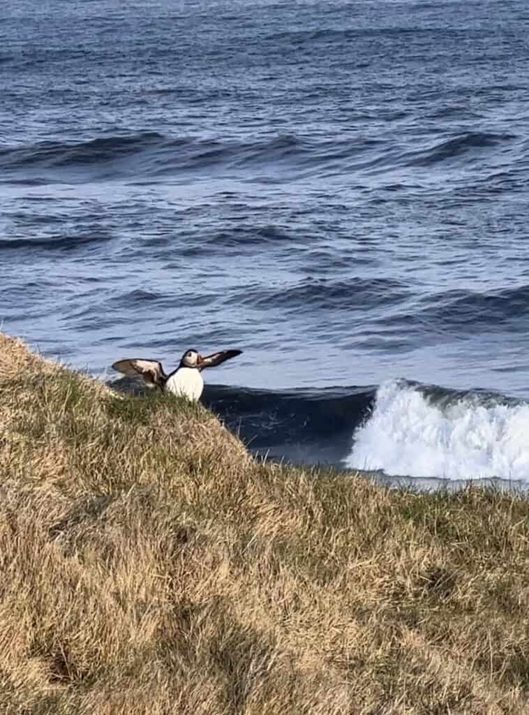 A puffin