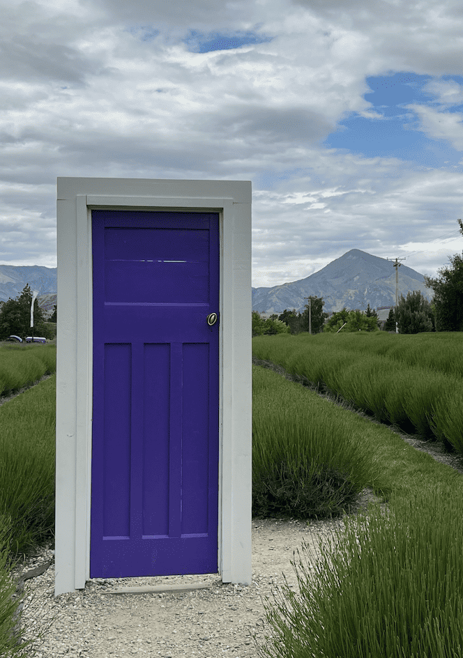 Purple door in a lavendar field in Wanaka