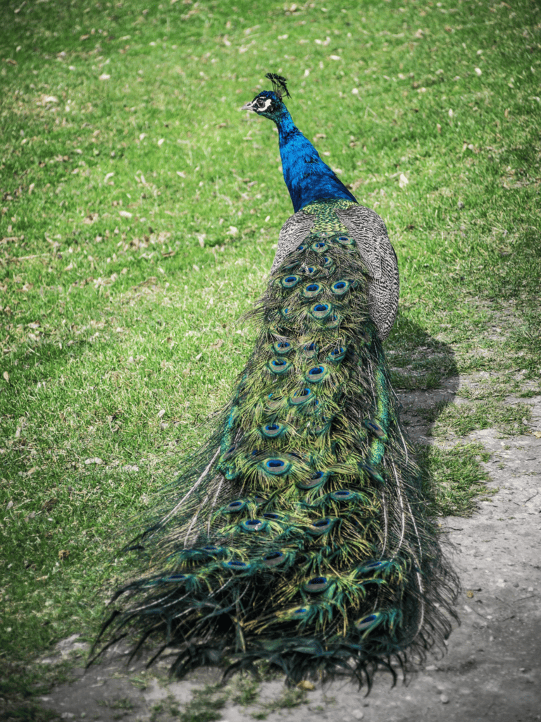 Peacock in Buenos Aires City