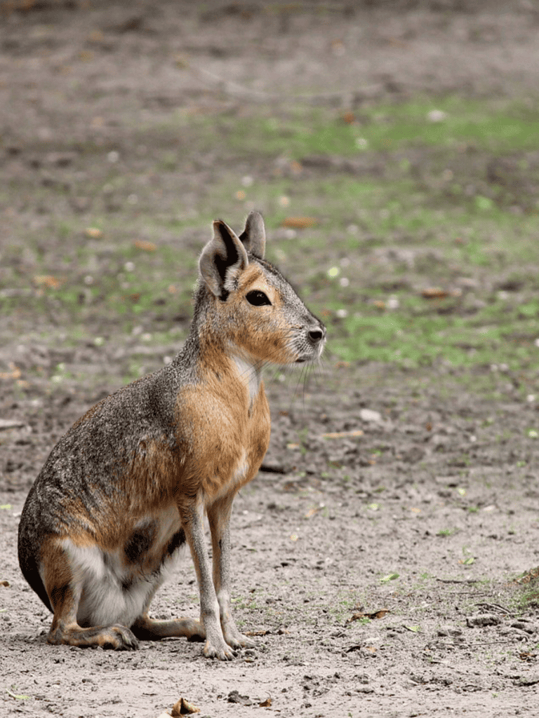 Mara, Argentinian rodent