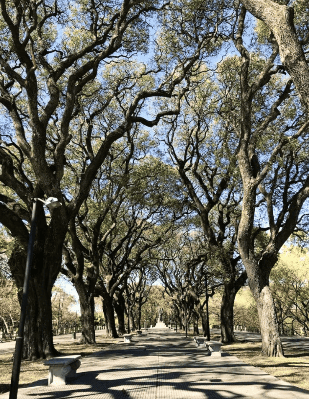 Tree lined walkway