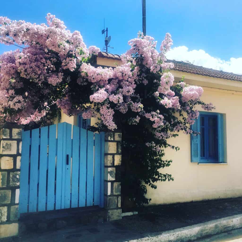 pink flowers over blue door in Kefalonia, Greece