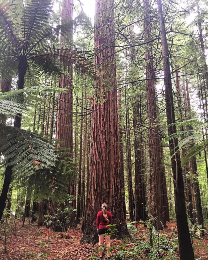 The Red Forest - One of the Best things to do in Rotorua on any budget