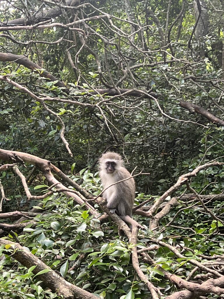 Fluffy monkey on a branch