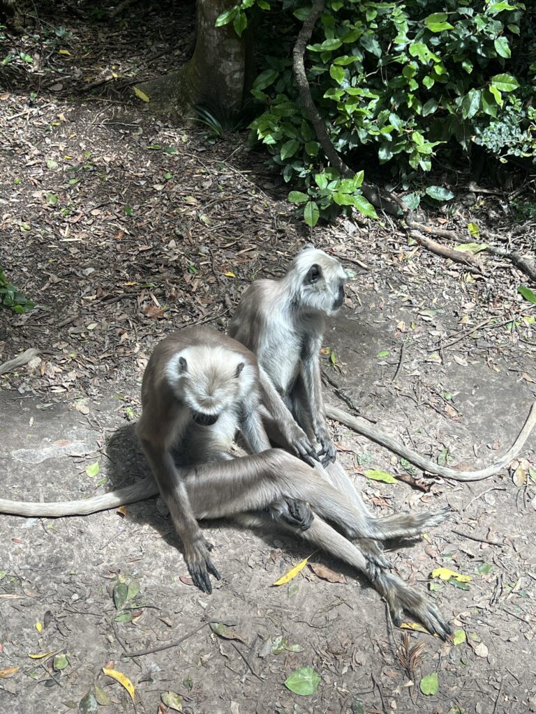 Monkeys at Monkeyland on the Garden Route