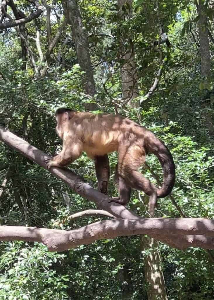 Howler monkey on a branch