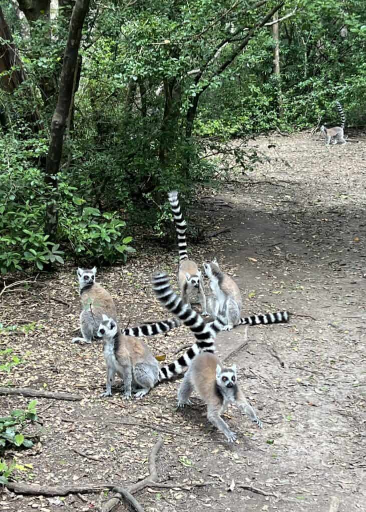 Group of Lemurs