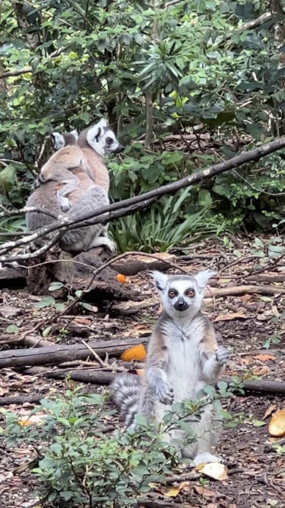 Lemurs eating, lemur with baby on its back