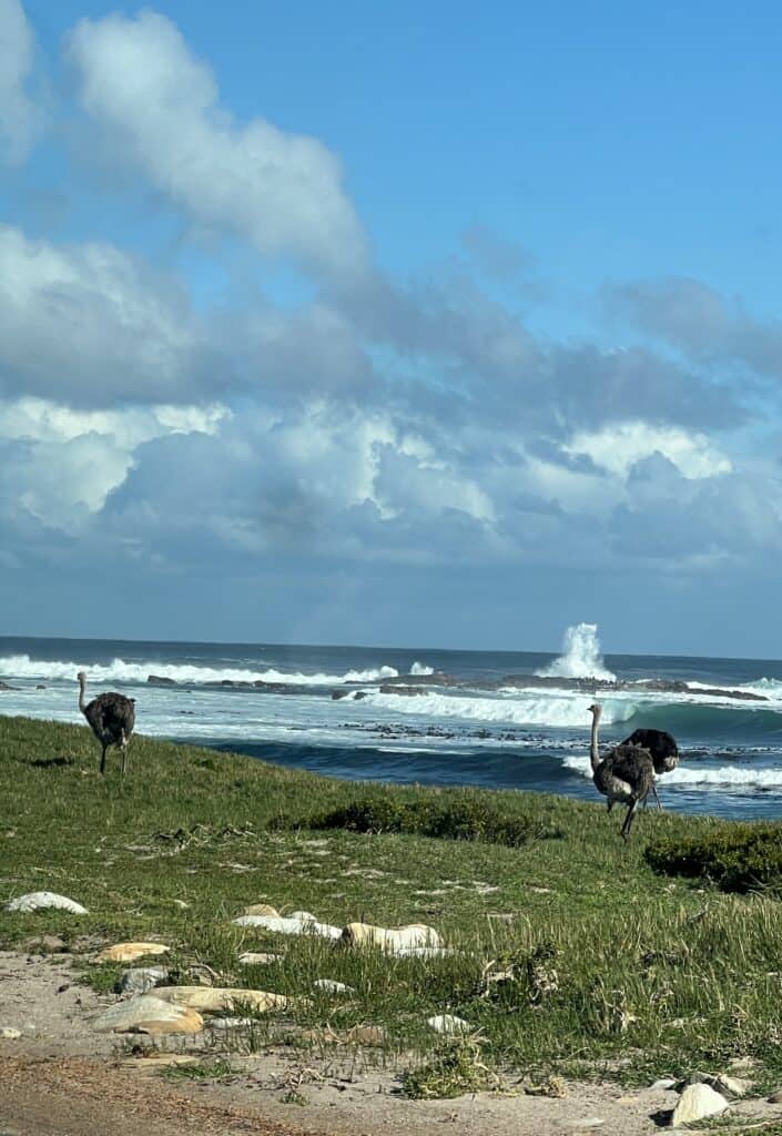 Ostriches running along the coast in South Africa