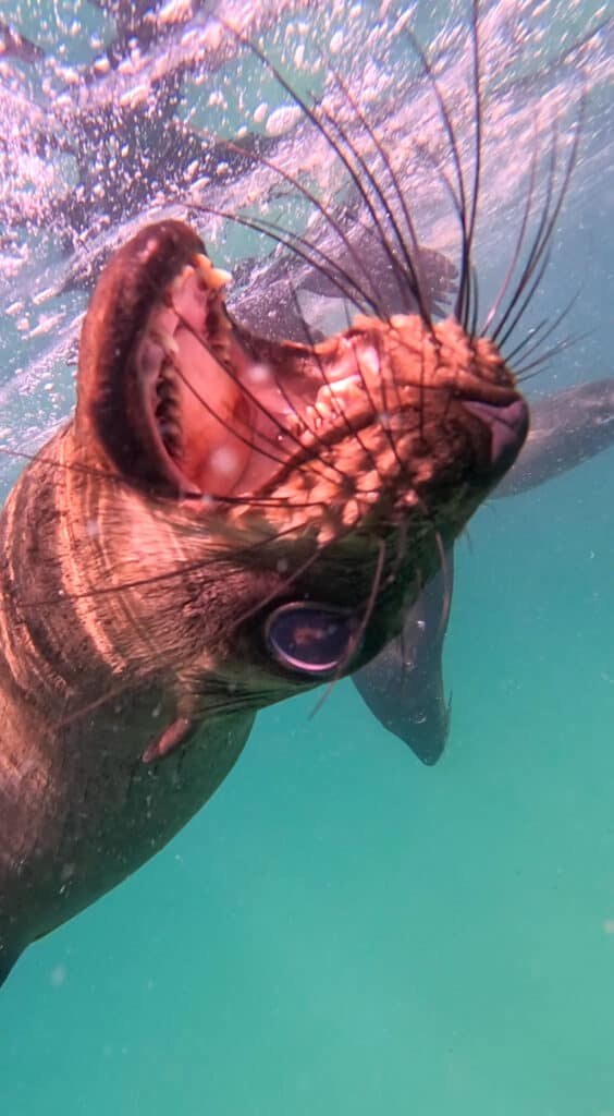 Playful seal with its mouth open