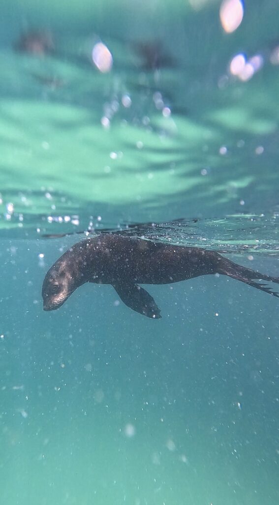 Calm seal floating and looking at camera