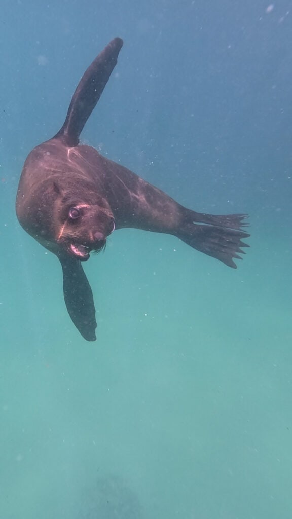 playful seal looking at the camera