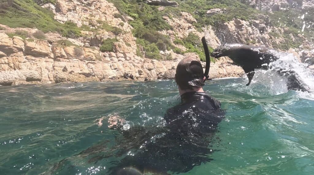 Jumping seal next to a snorkeller