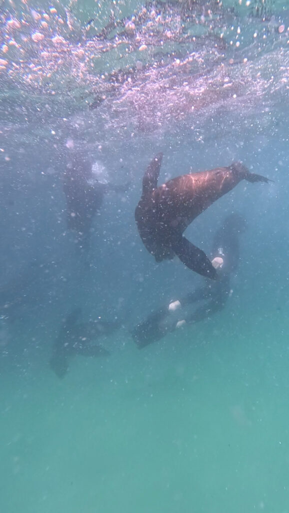 playful seals swimming next to man