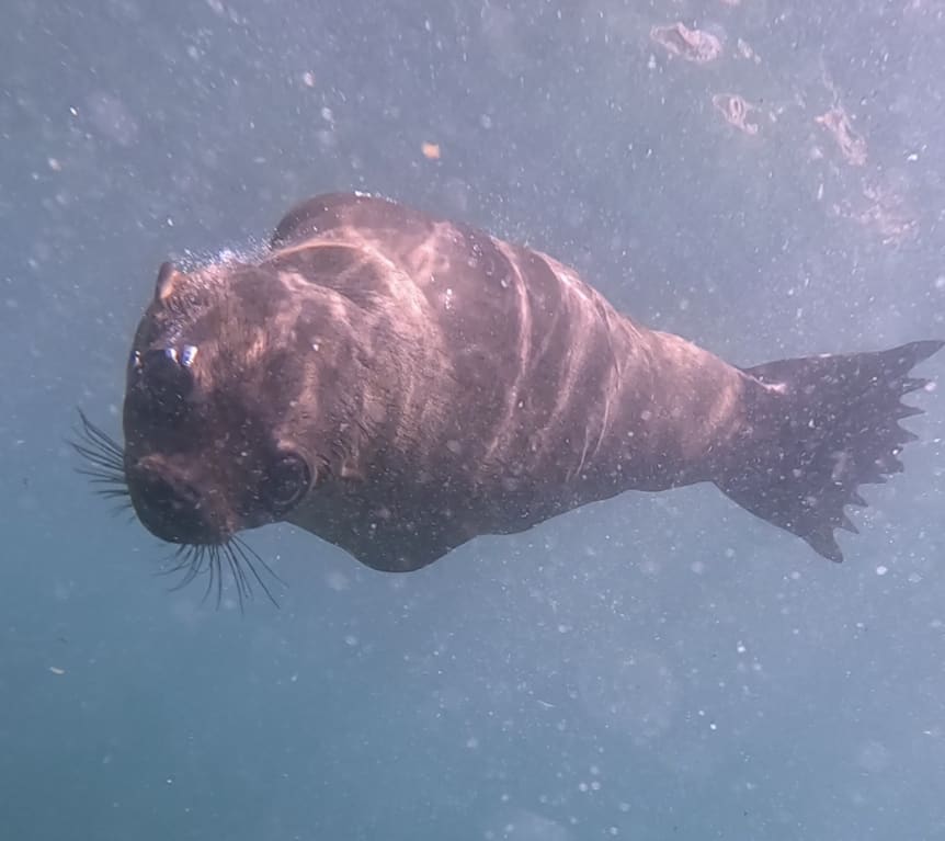 baby seal looking at camera