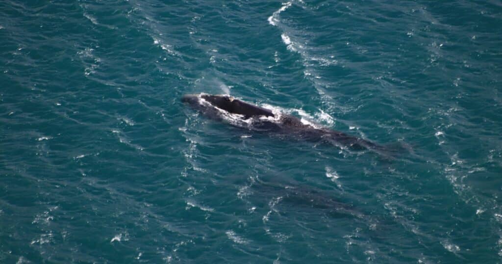 View of South right whales from above