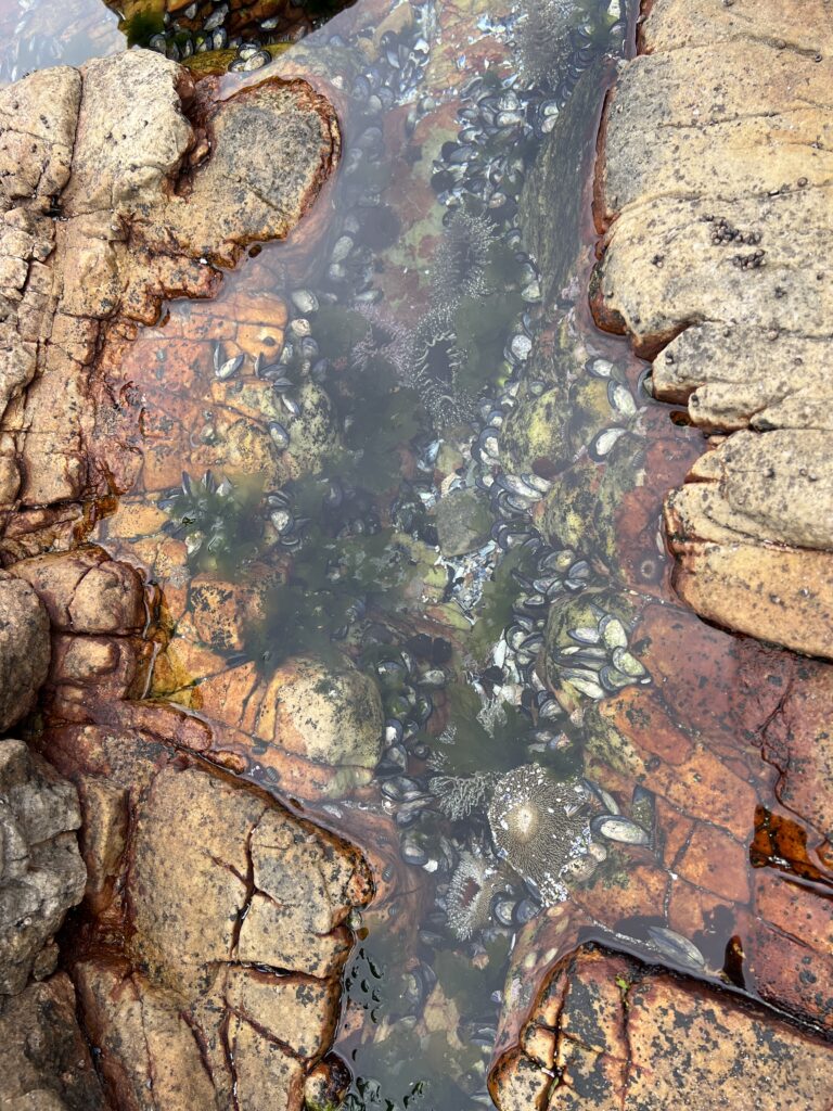 Sea critters in a tidal pool at Cape Point