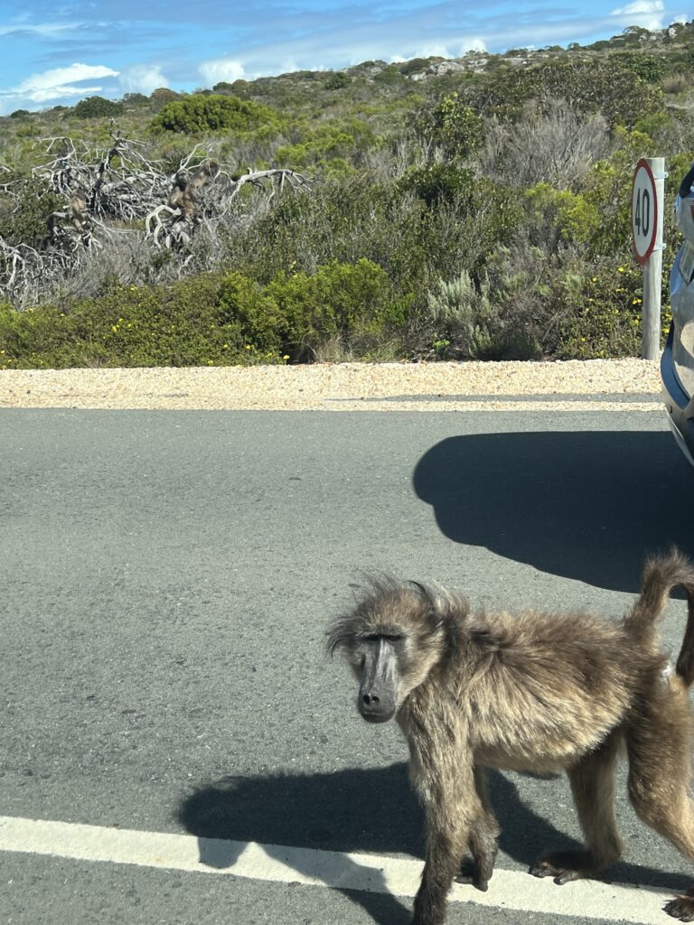 Baboon in the road looking at the photographer