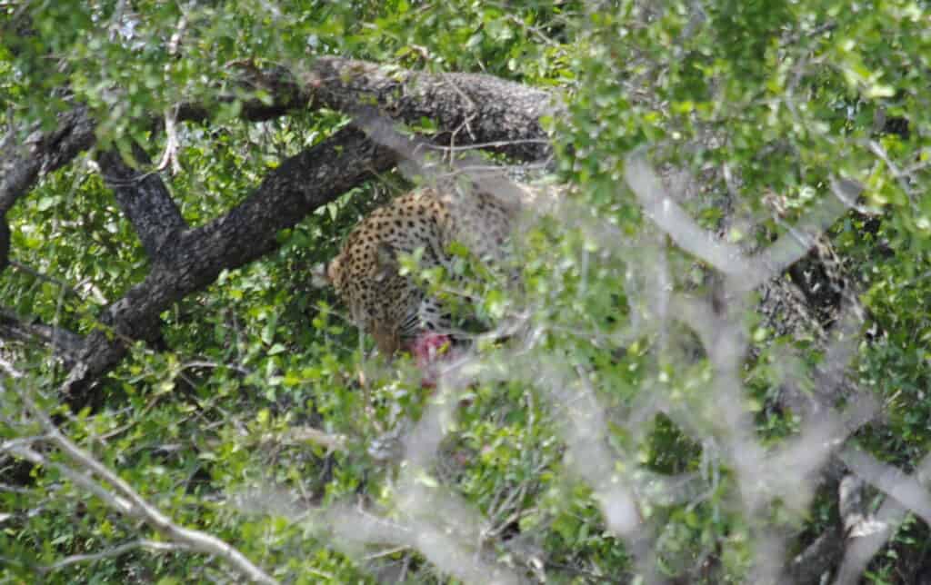 Leopard eating an impala in a tree