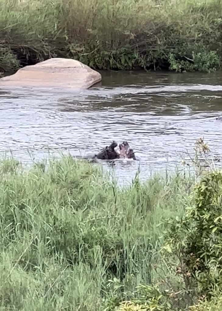 Hippos playing in the river, Kruger National Park