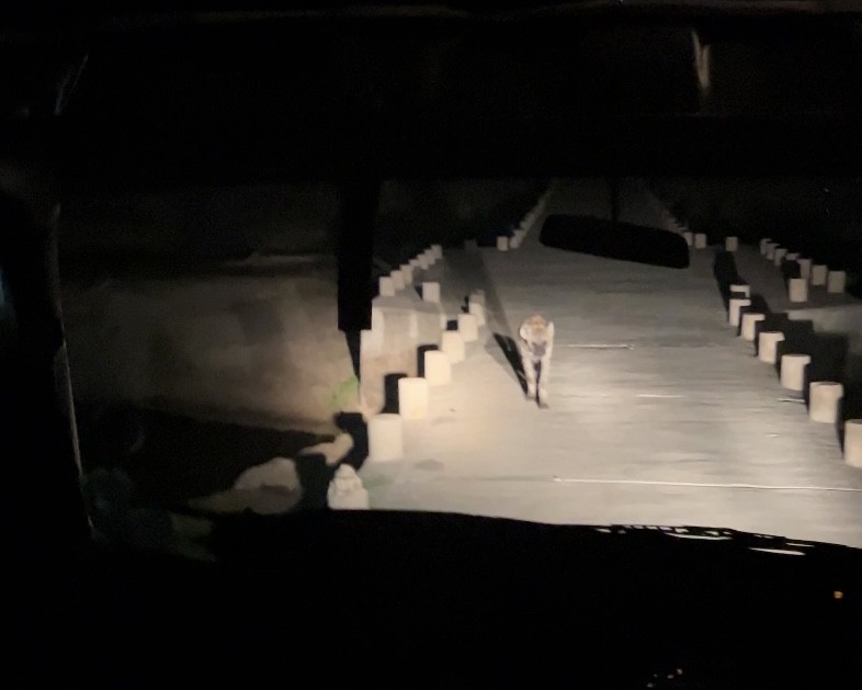 Hyena approaching vehicle at night