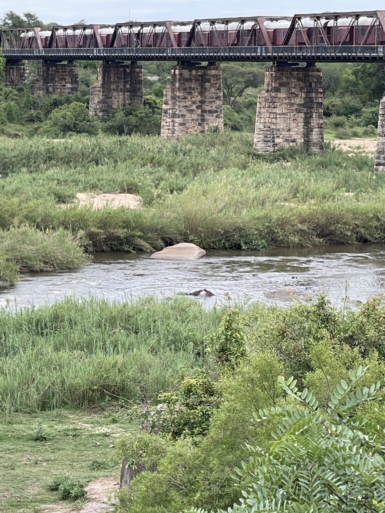 Hippos playing in the Kruger National Park