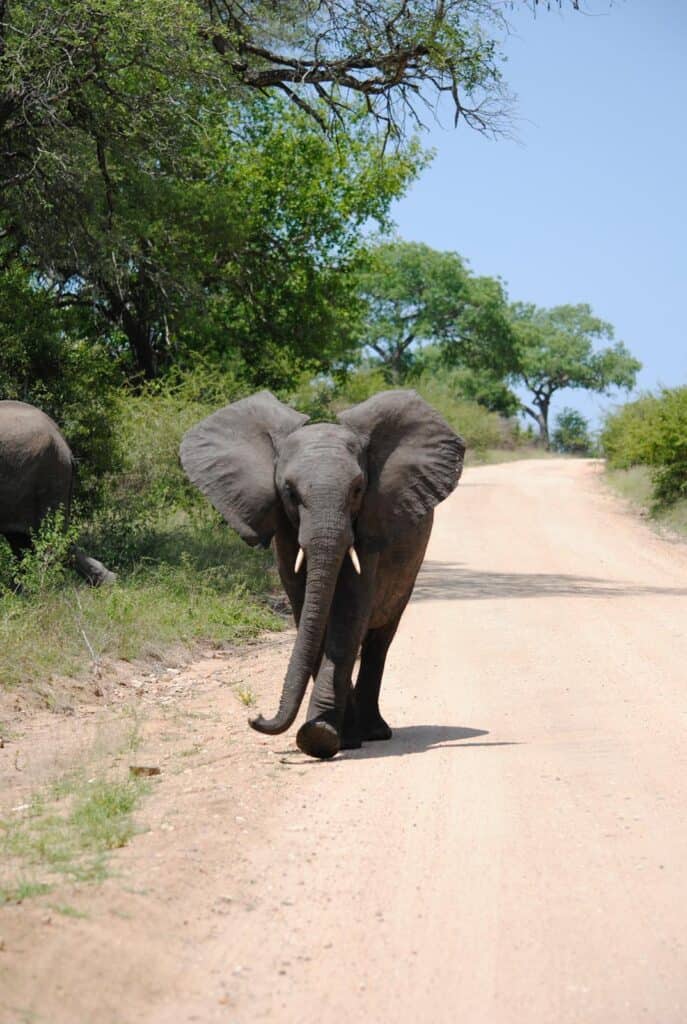 Playful baby elephant flapping its ears