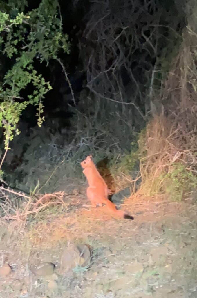 Spring hare Krugeroo