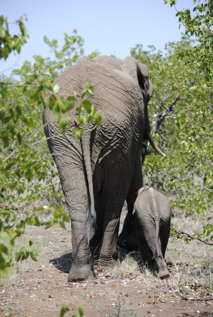 Mama and baby elephant facing away from camera