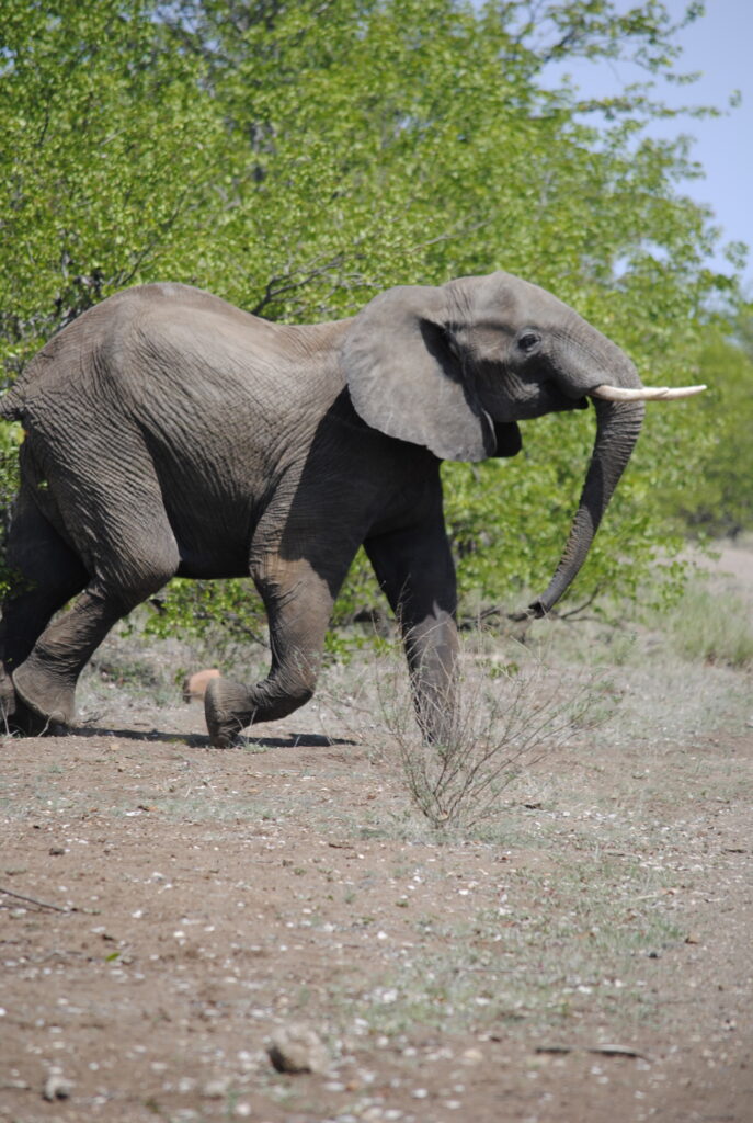 Teenage elephant