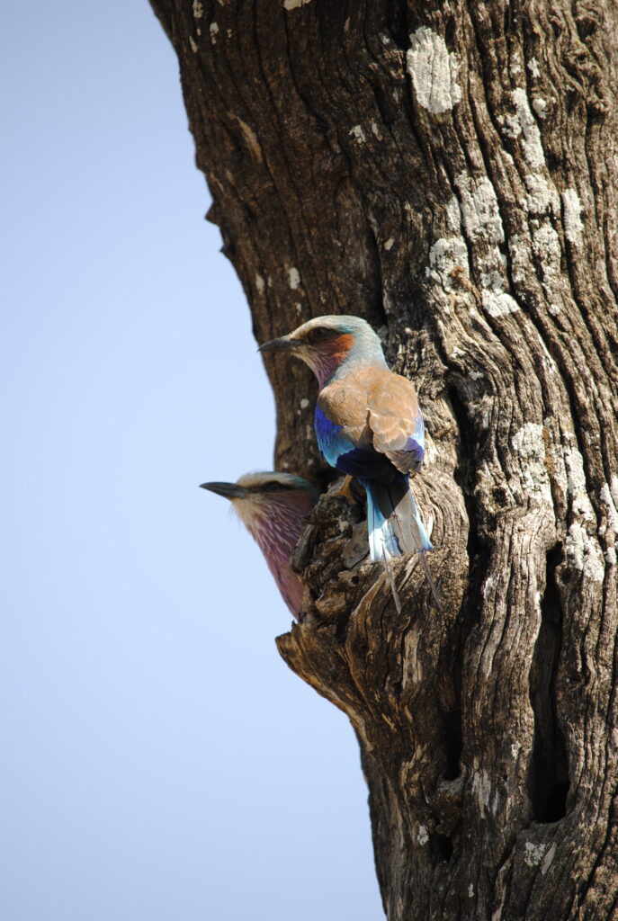 Kruger Park birds