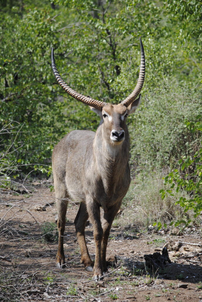 Waterbuck in Kruger National Park