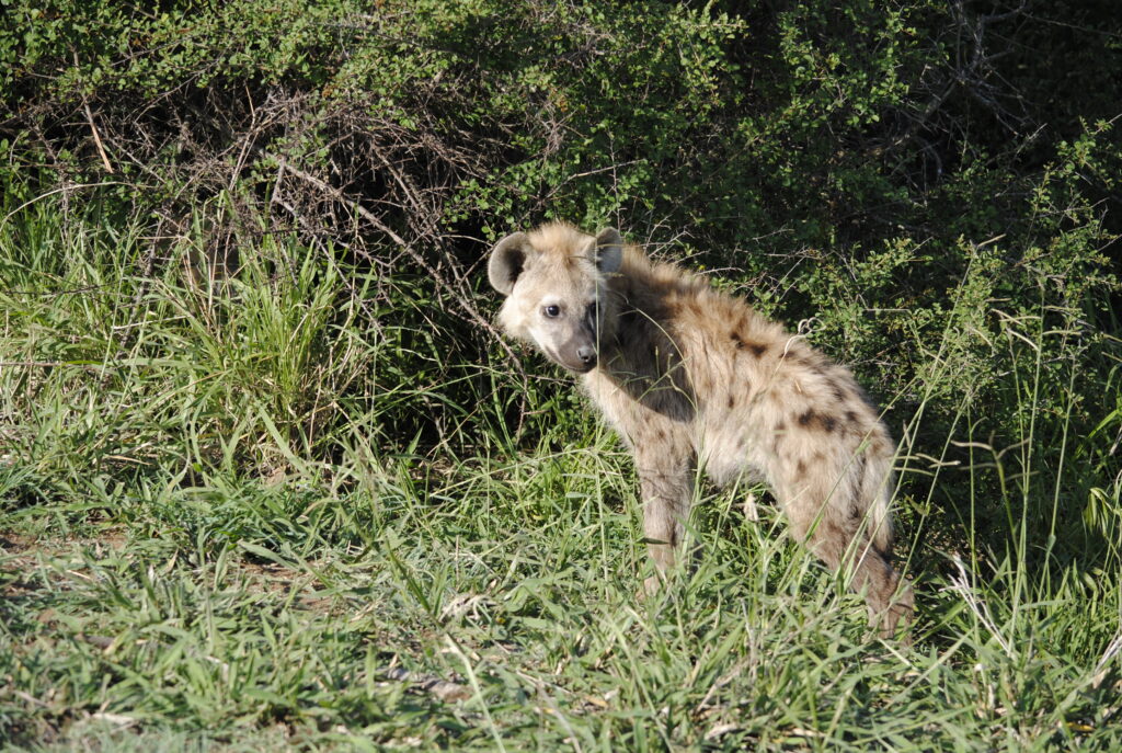 Baby hyena